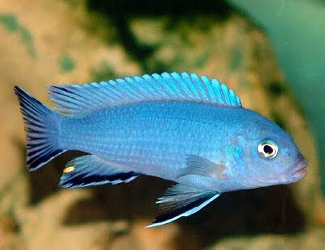 blue malawi